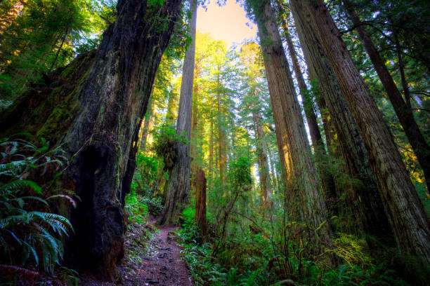 istock Trail in the Redwoods 941250374