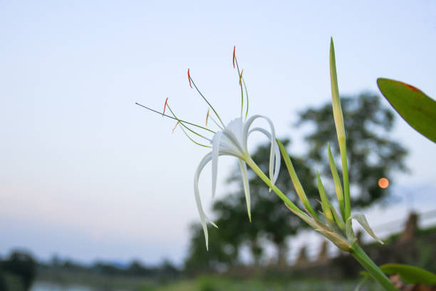 Spider Lily flower white in a garden ( Crinum asiaticum)