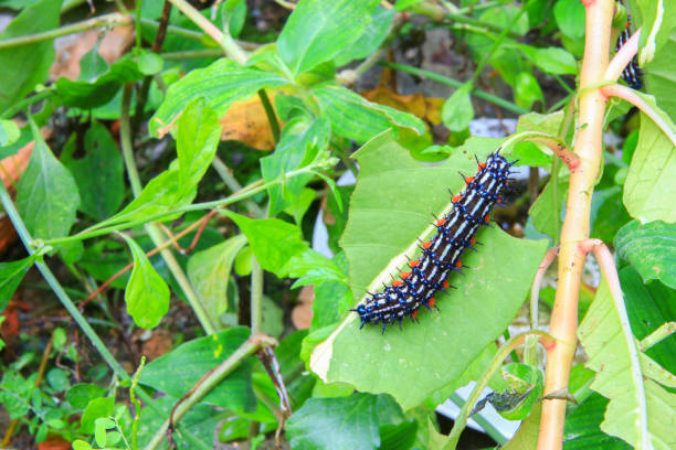 oruga gusano rayas azul - blanco y negro caminar comer en una hoja (eupterote testacea, oruga peluda) seleccionar el foco con profundidad de campo - branch caterpillar animal hair insect fotografías e imágenes de stock