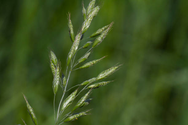 istock Close up of meadow grass in springtime 941250874