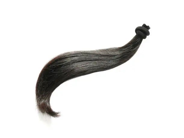 A strand of natural black hair affixed with a hair tie isolated on white background