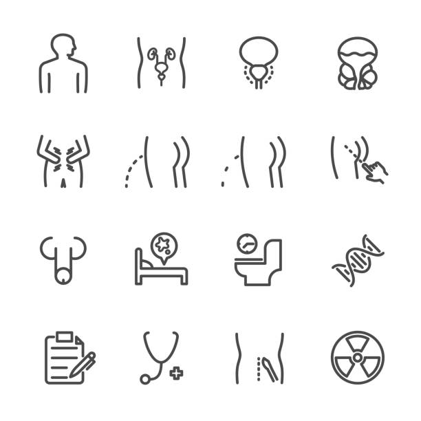 Prostate, Cancerous prostate, Symptoms, Causes and Treatment. Vector line icons set. Prostate, Cancerous prostate, Symptoms, Causes and Treatment. Vector line icons set. prostate gland stock illustrations