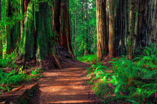 Taken in Redwoods National & State Parks, California