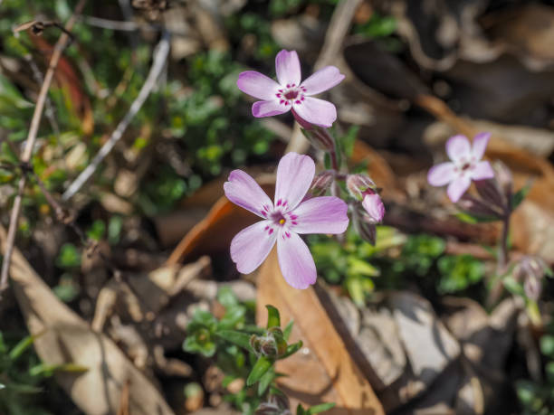 istock Small pink flowers in the garden 941253684