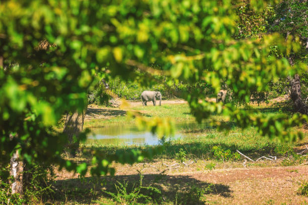 istock Yala National Park, Sri Lanka, Asia. 941254110