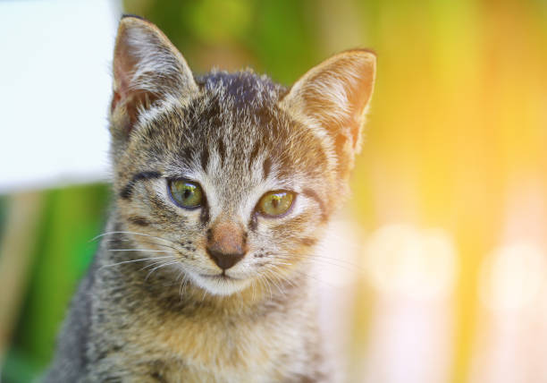 istock close up kitten grey beautiful and  Light tone Yellow 941254162