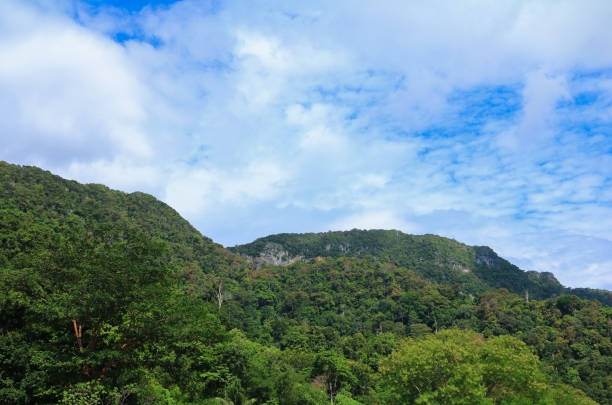 istock rain forest  tropic landscape under sunlight in the  summer with blue sky background 941254282