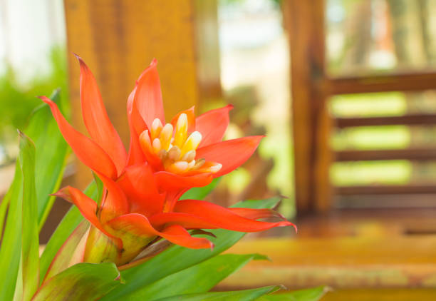 Bromeliads flower red beautiful natural in garden (Scientific name Guzmania ligulata)