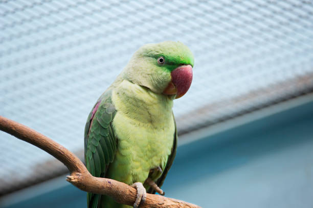 istock Big ringed or Alexandrian parrot. Alexandrine parakeet. 941254978
