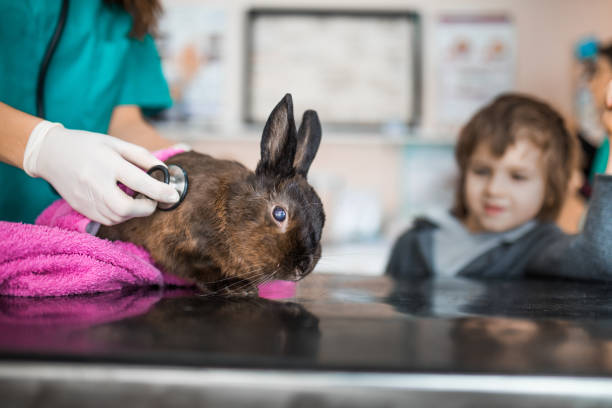 Unrecognizable vet listening to rabbit's heartbeat at animal hospital. Unrecognizable veterinarian examining boy's rabbit at vet's office. Boy is in the background. sick bunny stock pictures, royalty-free photos & images