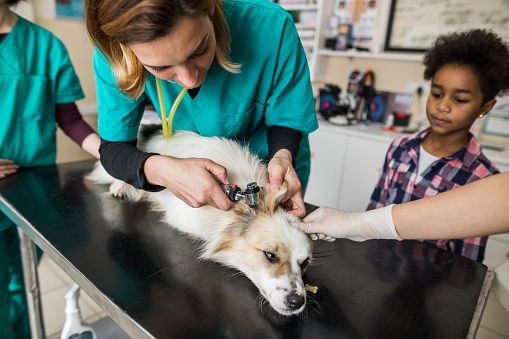 Young female vet examining dog's ear during a medical exam in the hospital.