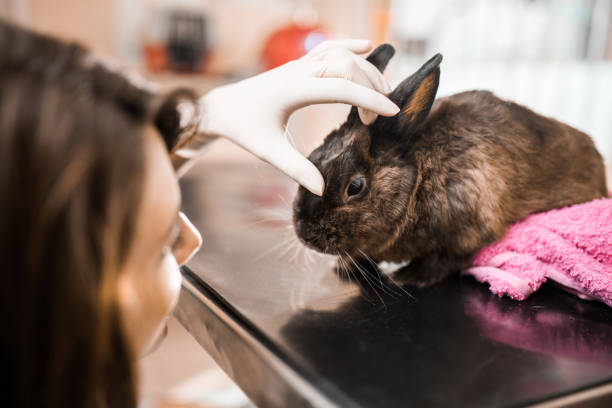 Female veterinarian examining rabbit's eye in the hospital. Female veterinarian analyzing rabbit's eye at animal hospital. sick bunny stock pictures, royalty-free photos & images