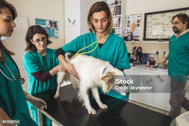 Team Of Veterinarians Having A Medical Exam With A Dog At Animal Hospital Stock Photo - Download Image Now
