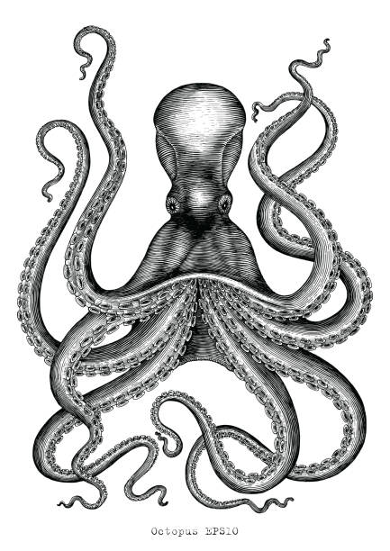 krake hand zeichnung vintage gravur abbildung auf weißem hintergrund - octopus tentacle isolated white stock-grafiken, -clipart, -cartoons und -symbole