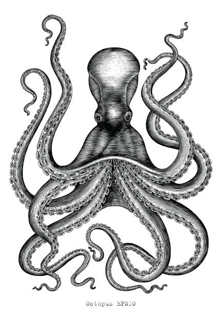 ilustraciones, imágenes clip art, dibujos animados e iconos de stock de vintage dibujo de pulpo mano grabado ilustración sobre fondo blanco - octopus tentacle isolated white