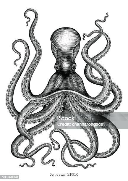 Octopus Hand Drawing Vintage Engraving Illustration On White Background Stock Illustration - Download Image Now