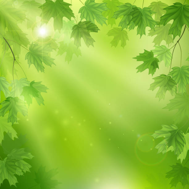 istock Green leaves background. Eco design template. Summer illustration with maple leaves. 941260412