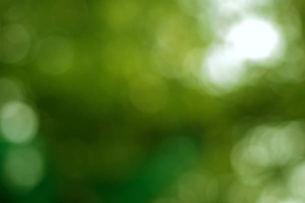 istock Abstract blur with bokhe of light through the green trees 941263274