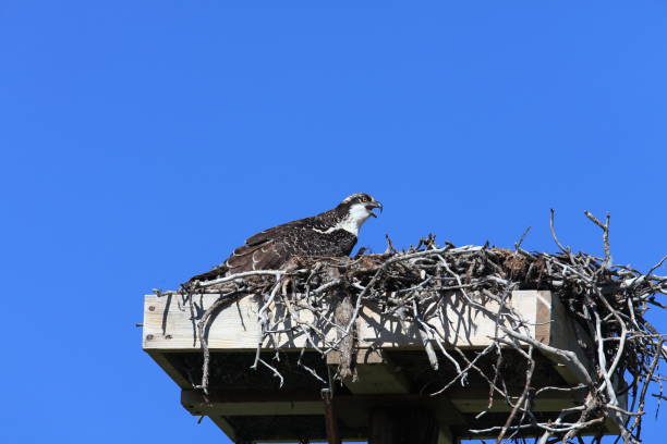 istock Osprey  in Teton National Park 941263590