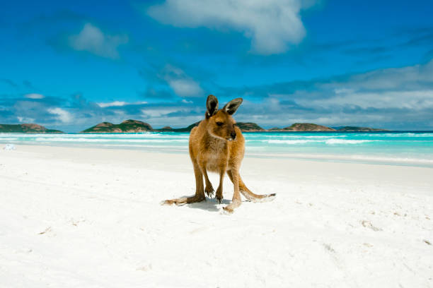 Kangaroo on Lucky Bay Kangaroo on Lucky Bay - Cape Le Grand National Park - Australia marsupial photos stock pictures, royalty-free photos & images