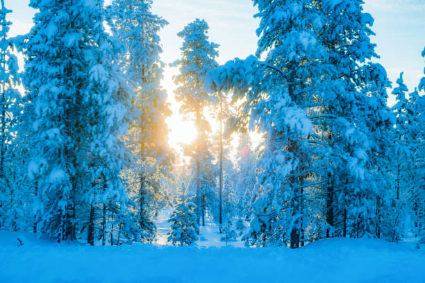istock Winter landscape in Lapland 941264240