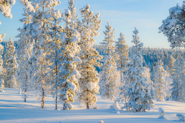 istock Winter landscape in Lapland 941264288