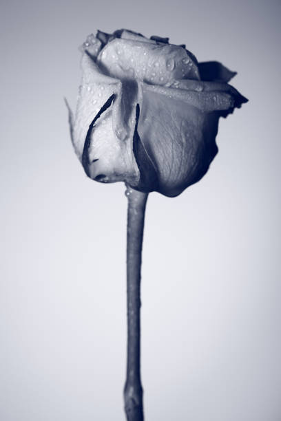istock Creative black and white photo of one flower 941264812