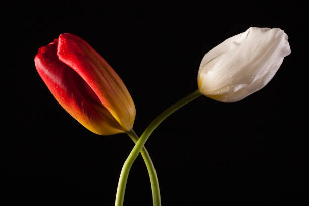 istock Lonely red flower on a black background 941264972