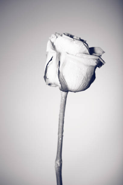 istock Creative black and white photo of one flower 941265400