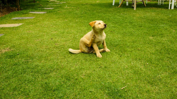 istock Golden Retriever Dog  In The Yard 941268586