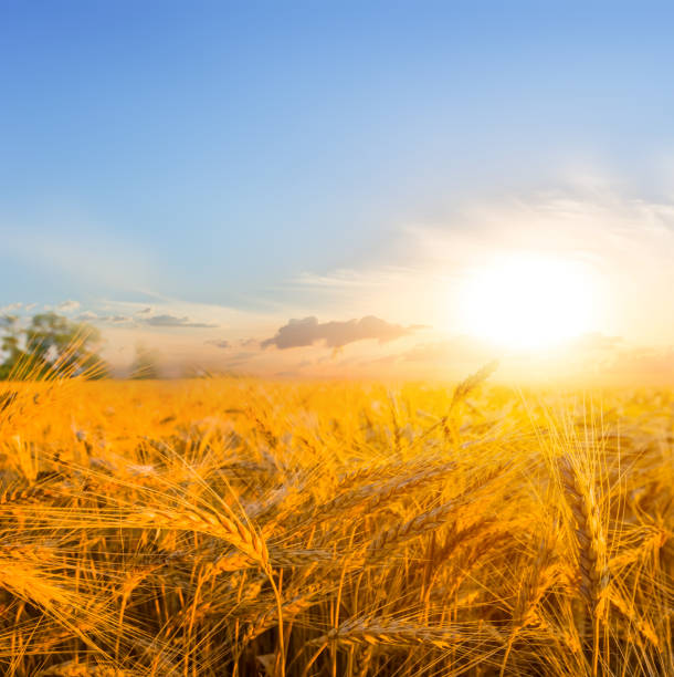 istock beautiful summer wheat field at the sunset 941271270