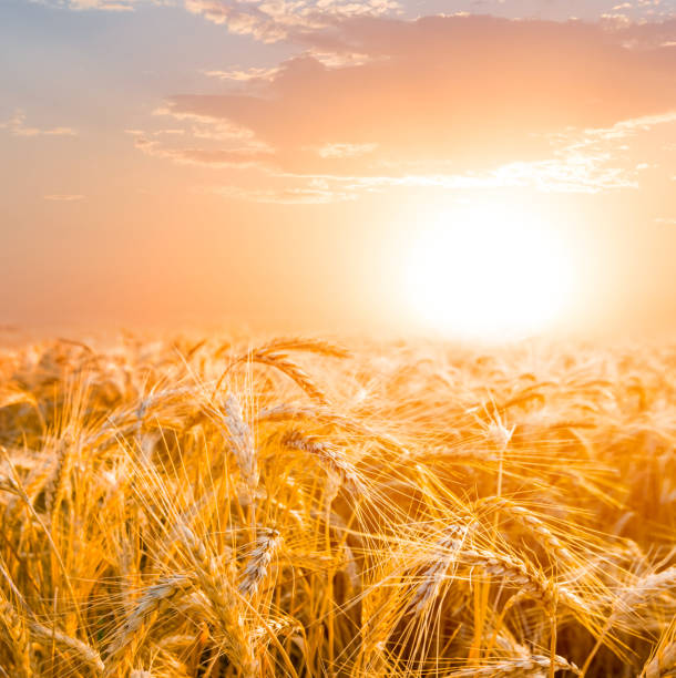 istock closeup wheat field at the sunset 941271560