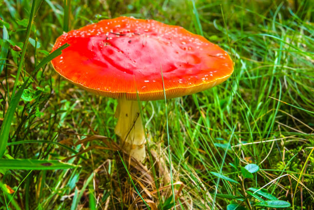 closeup red flyagaric mushroom in a grass