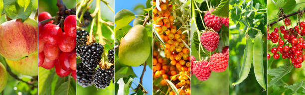 istock collage of various fruits and berries 941276190