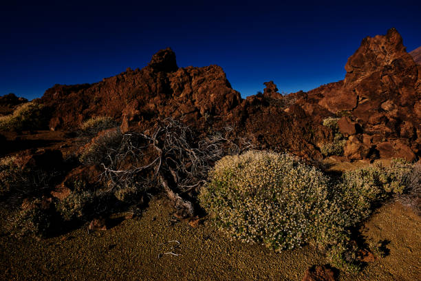 istock arid vegetation in Tenerife 941277182