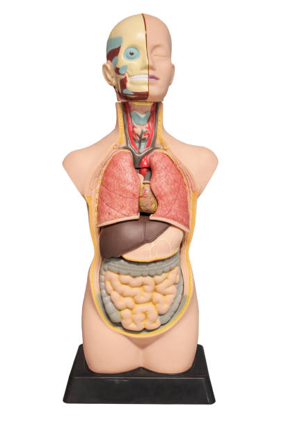 istock The layout of the human body 941277584