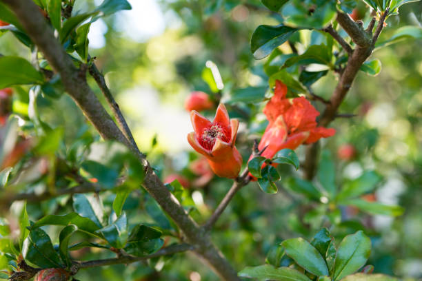 istock Red flowers of the Melograno tree 941277948