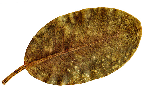 Dried leaf on white background