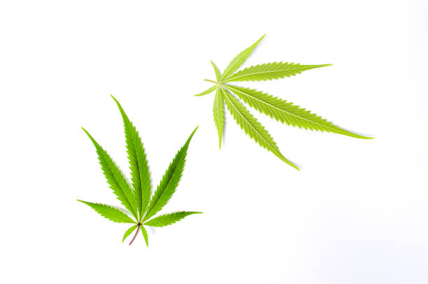 istock Marijuana leafs isolated on white 941282642