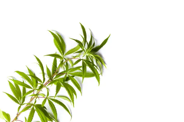 Marijuana branch with small green leafs isolated on white
