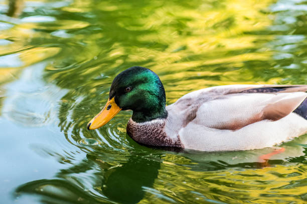 istock Duck sunbathing in the lake 941285730