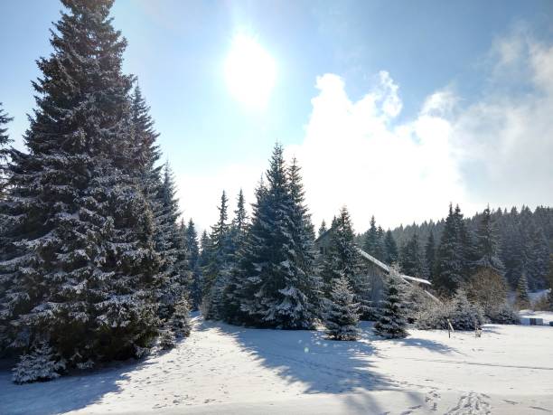 istock Nature covered in snow during winter. 941287412