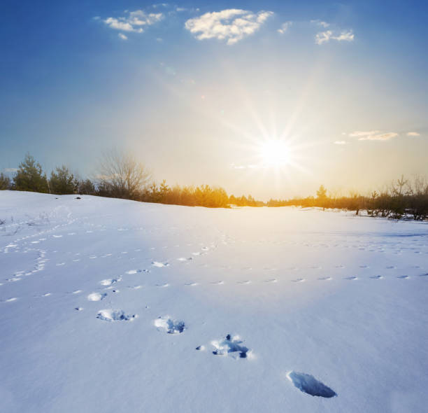 winter snowbound plain with human track at the sunset