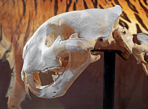 Closeup Bengal Tiger Skeleton Isolated on Background