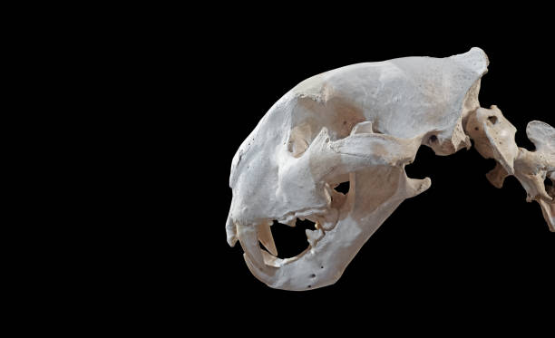 istock Bengal Tiger Skeleton Isolated on Black Background, Clipping Path 941290180