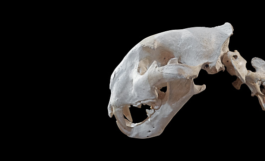 Closeup Bengal Tiger Skeleton Isolated on Black Background, Clipping Path