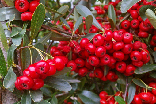 Pyracantha branch with red berry-like pomes.