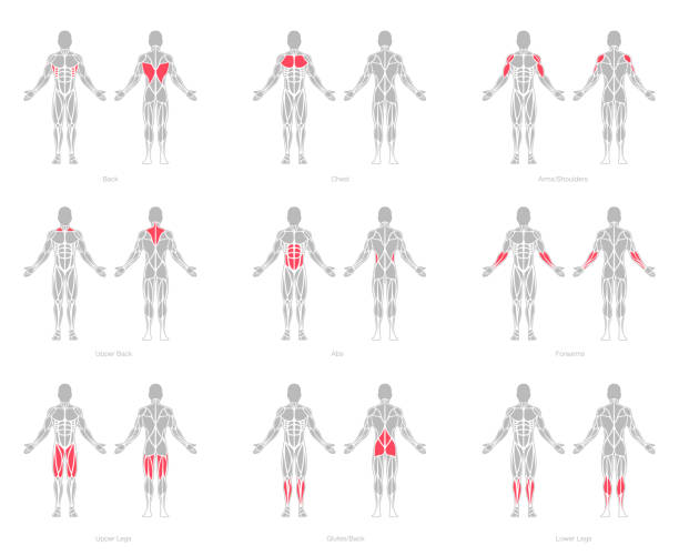 illustrazioni stock, clip art, cartoni animati e icone di tendenza di vettore modello di anatomia dei muscoli umani - human muscle human arm muscular build body building