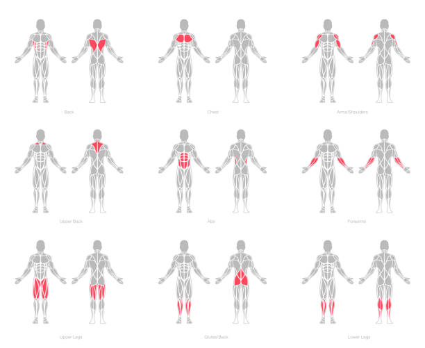 ludzkie mięśnie anatomii model wektor - human muscle human arm muscular build bicep stock illustrations