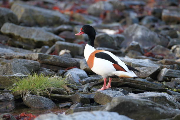 pospolity shelduck (tadorna tadorna) norwegia - shelduck anseriformes duck goose zdjęcia i obrazy z banku zdjęć